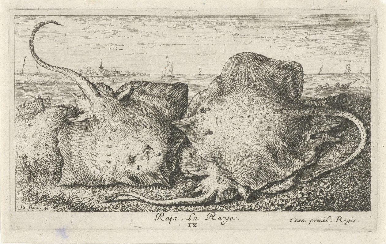 Sahilde üç ışınları raja. La Raye. (nesne üzerindeki başlık) Balık ve diğer deniz canlıları - tuzlu su ikinci serisi (dizi başlığı) Poissons de mer (dizi adı) by Albert Flamen