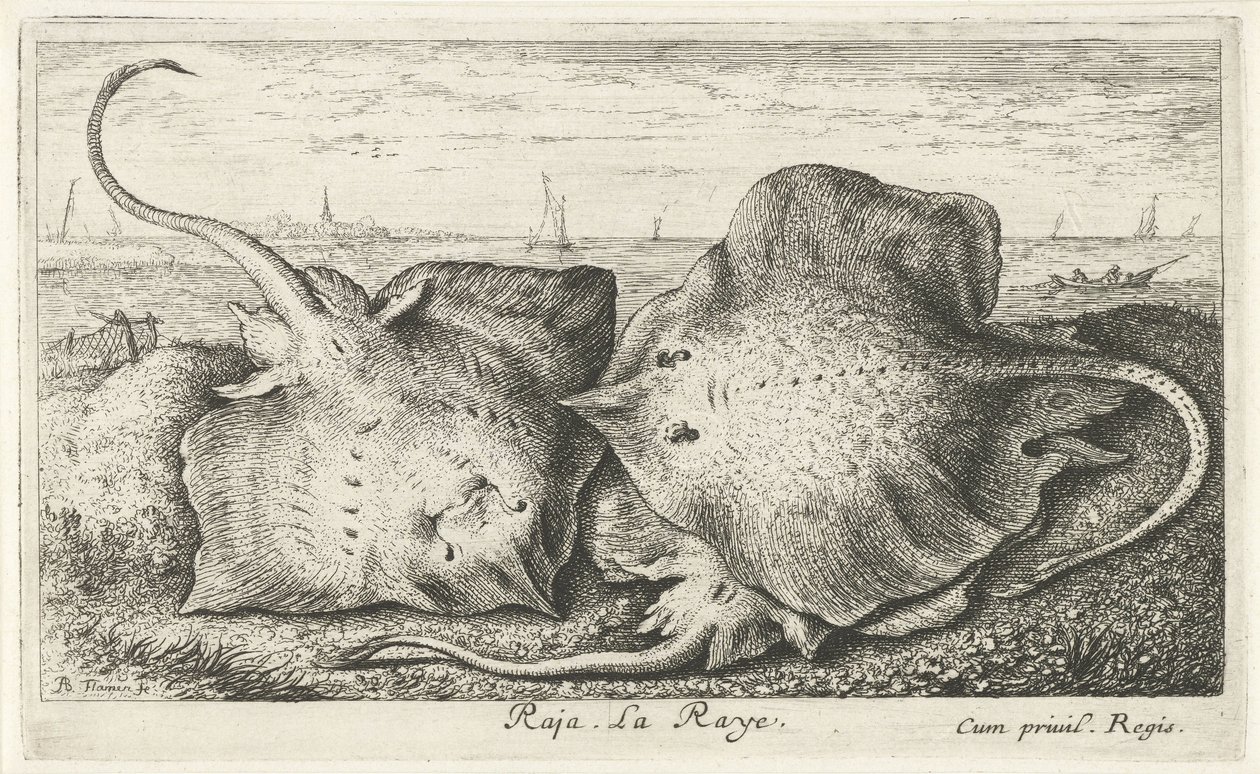 Sahilde üç ışınları raja. La Raye. (nesne üzerindeki başlık) Balık ve diğer deniz canlıları - tuzlu su ikinci serisi (dizi başlığı) Poissons de mer (dizi adı) by Albert Flamen