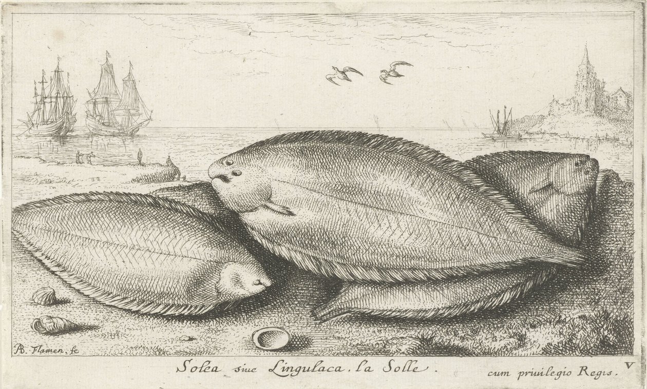 Sahilde üç taban Solea siue Lingulaca. La Solle. (nesne üzerindeki başlık) Balık ve diğer deniz canlıları - tuzlu su üçüncü serisi (dizi başlığı) Poissons de mer (dizi adı) by Albert Flamen