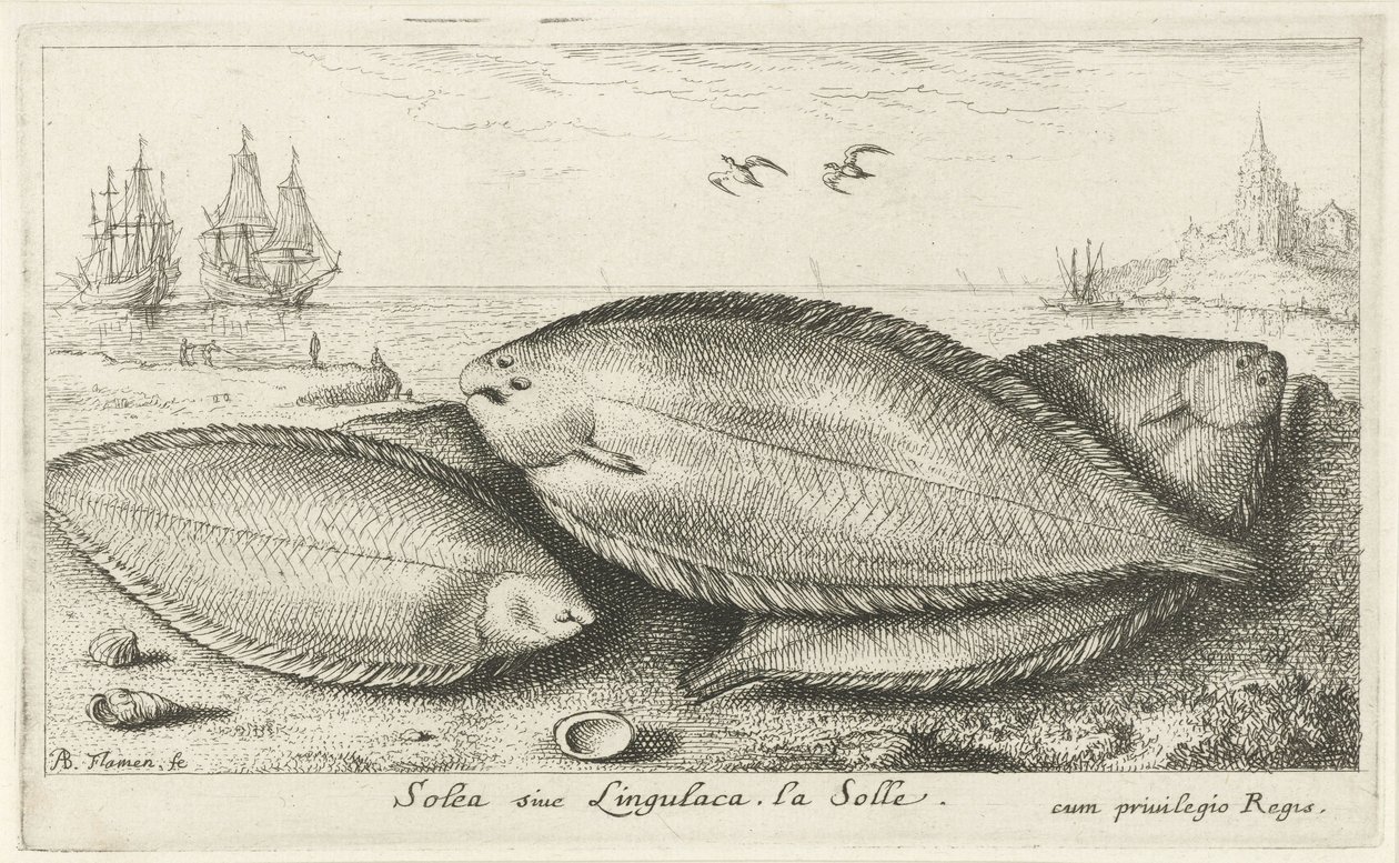Sahilde üç taban Solea siue Lingulaca. La Solle. (nesne üzerindeki başlık) Balık ve diğer deniz canlıları - tuzlu su üçüncü serisi (dizi başlığı) Poissons de mer (dizi adı) by Albert Flamen