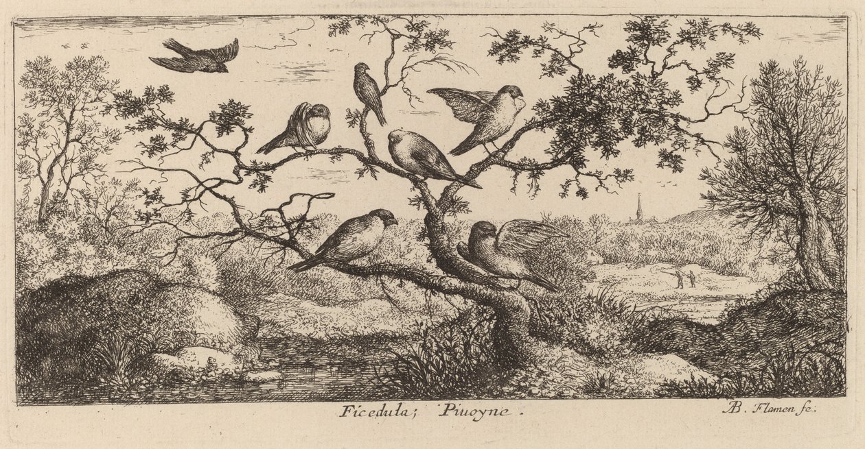 Ficedula, Şakrak Kuşu by Albert Flamen