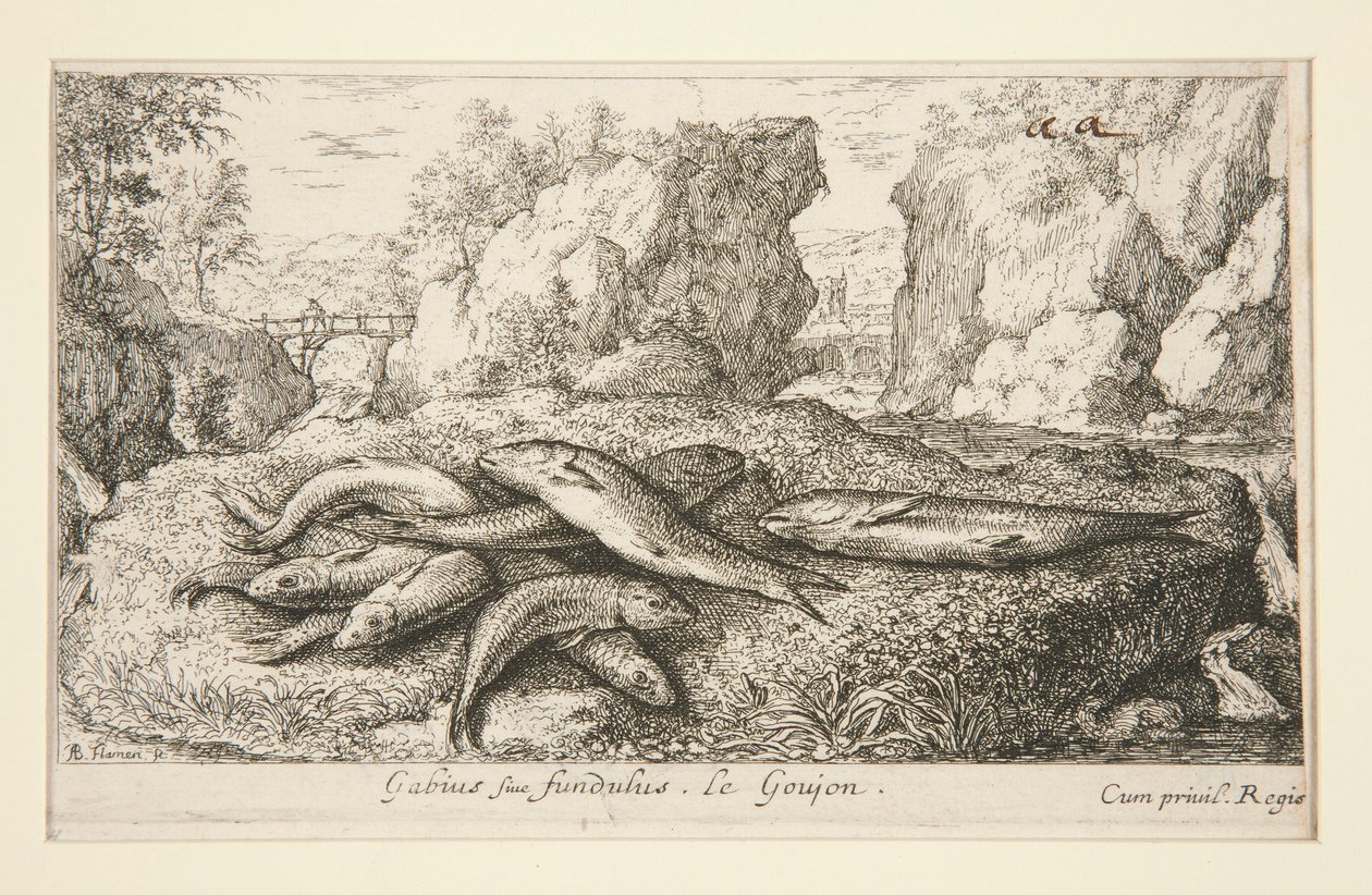Gabius veya fundulus Le Goujon by Albert Flamen