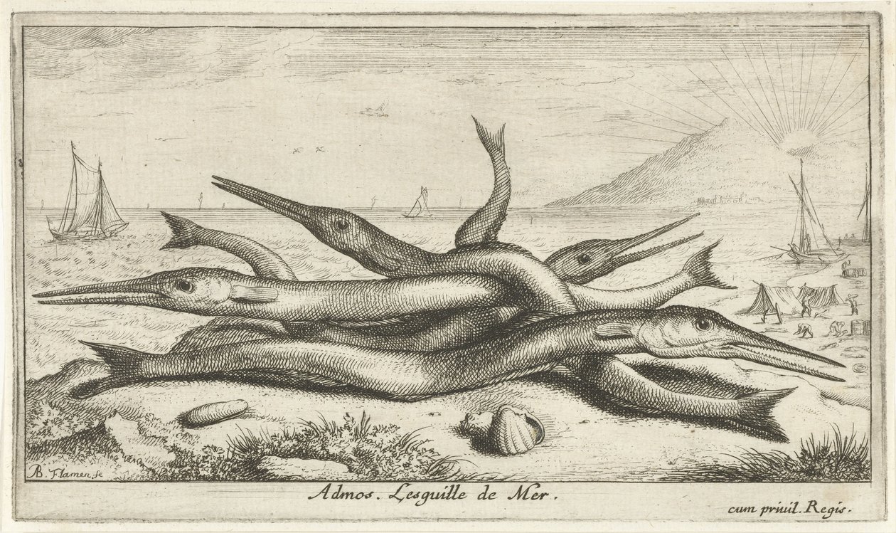 Sahilde sabitlenmiş Admos. Lesguille de Mer. (nesne üzerindeki başlık) Balık ve diğer deniz canlıları - tuzlu su üçüncü serisi (dizi başlığı) Poissons de mer (dizi adı) by Albert Flamen