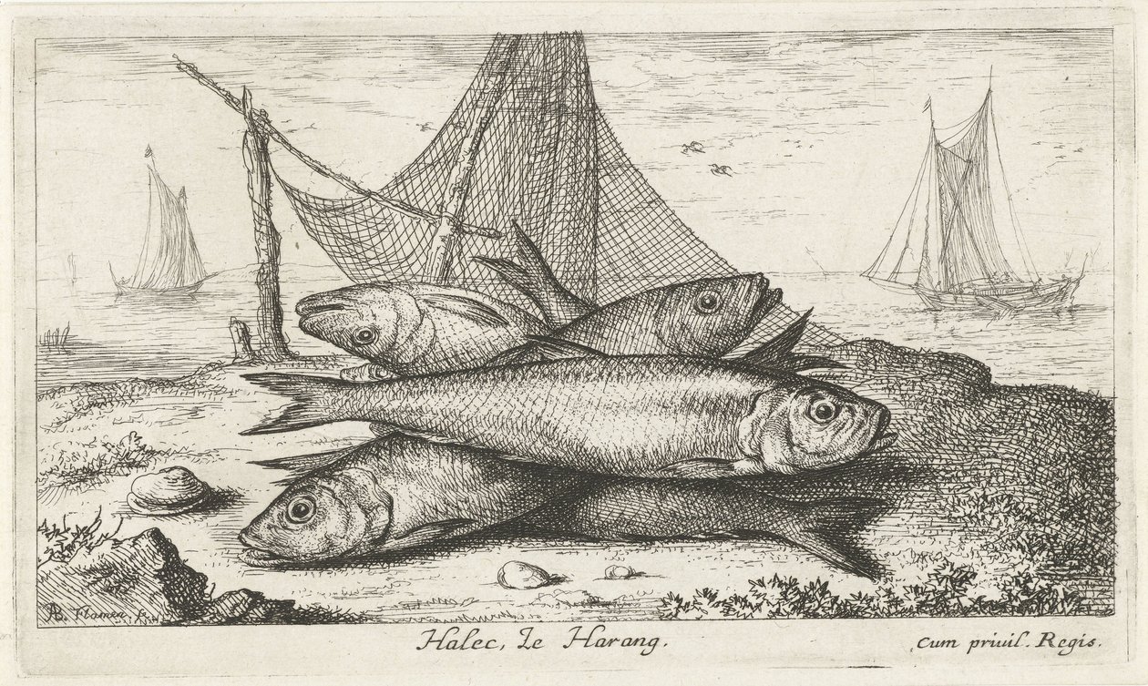 Bir balık ağındaki ringa balığı Halec, Le Harang. (nesne üzerindeki başlık) Balık ve diğer deniz canlıları - tuzlu su ikinci serisi (dizi başlığı) Poissons de mer (dizi adı) by Albert Flamen