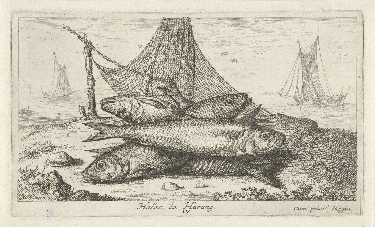 Bir balık ağındaki ringa balığı Halec, Le Harang. (nesne üzerindeki başlık) Balık ve diğer deniz canlıları - tuzlu su ikinci serisi (dizi başlığı) Poissons de mer (dizi adı) by Albert Flamen