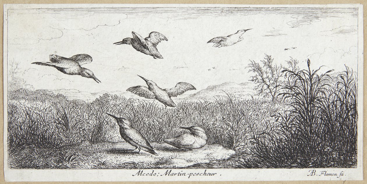Yalıçapkını (Alcedo) by Albert Flamen