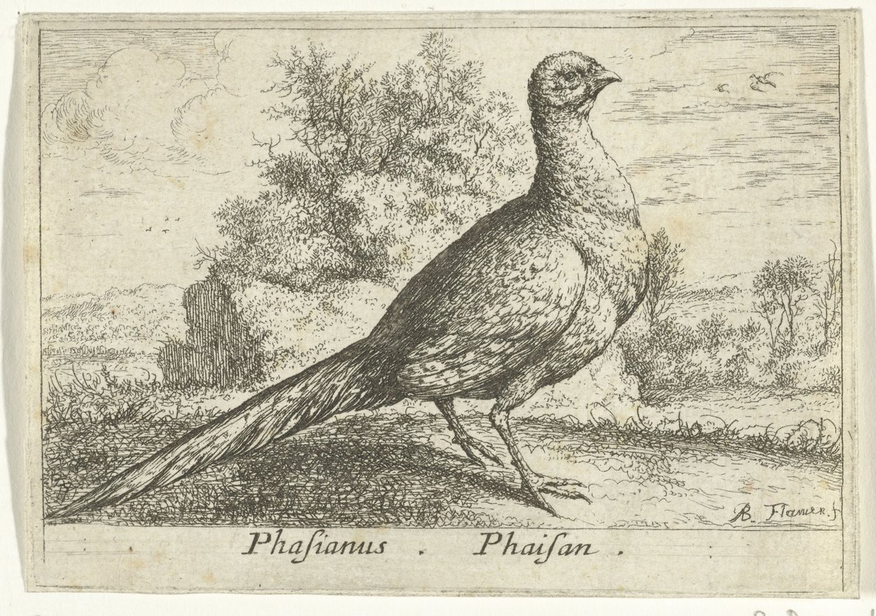Landschap, fazant ile bir araya geldi Phasianus. Phaisan. (nesne üzerindeki başlık) Dertien vogelsoorten (dizi adı) Farklı kuş türleri (dizi başlığı) by Albert Flamen