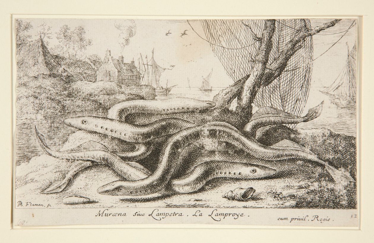 Muraena veya Lampetra. La Lamproye by Albert Flamen