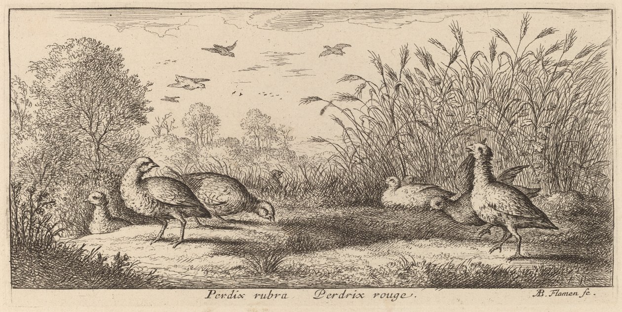 Pedrix rubra, Kırmızı Bacaklı Keklik by Albert Flamen
