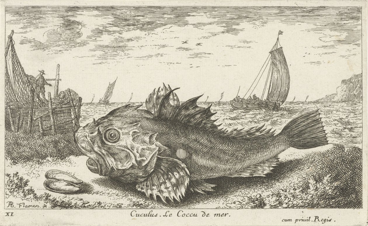 kumsalda poon Cuculus. Le Coccu de mer (nesne üzerindeki başlık) Balık ve diğer deniz canlıları - tuzlu su ilk serisi (dizi başlığı) Çeşitli Especes de Poissons de mer (dizi başlığı) by Albert Flamen