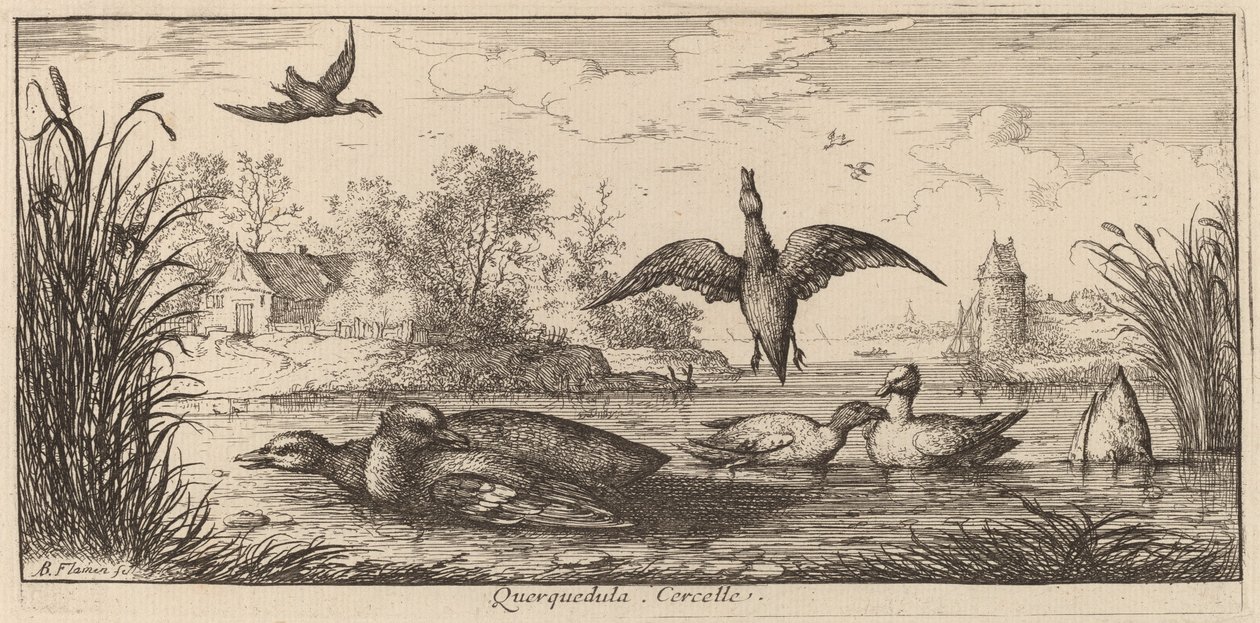 Querpedula, Deniz Mavisi by Albert Flamen
