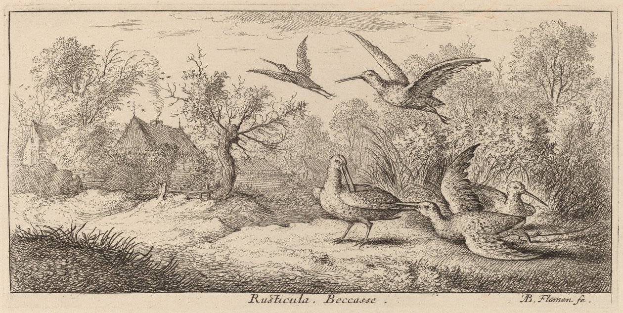 Rusticula, Çulluk by Albert Flamen
