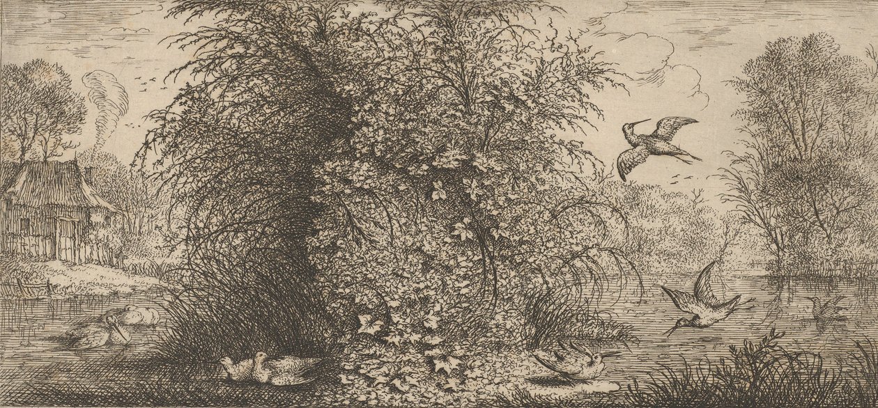 Rusticula minör, Beccassine Snipe: Livre d