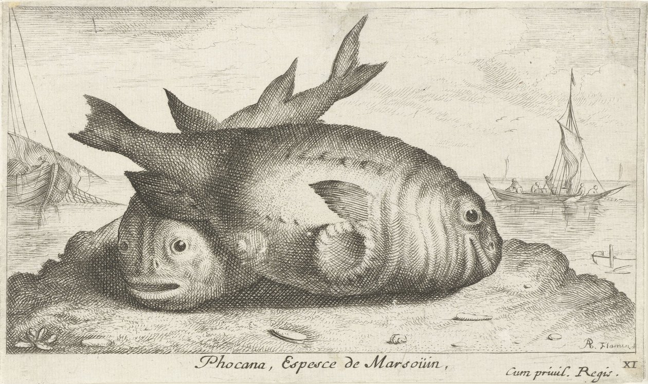 Sahilde iki yunus Phoca Na, Espèce de Marsouin, (nesne üzerindeki başlık) Balık ve diğer deniz canlıları - tuzlu su üçüncü serisi (dizi başlığı) Poissons de mer (dizi adı) by Albert Flamen