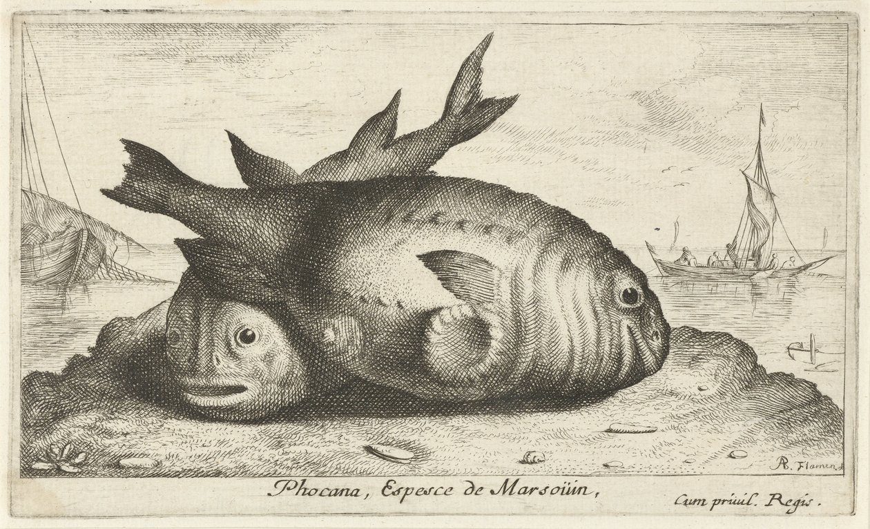 Sahilde iki yunus Phoca Na, Espèce de Marsouin, (nesne üzerindeki başlık) Balık ve diğer deniz canlıları - tuzlu su üçüncü serisi (dizi başlığı) Poissons de mer (dizi adı) by Albert Flamen