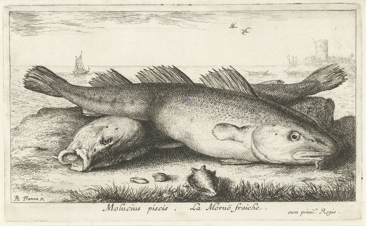 Sahilde iki morina Molucius piscis. Le Morue Fraiche. (nesne üzerindeki başlık) Balık ve diğer deniz canlıları - tuzlu su ikinci serisi (dizi başlığı) Poissons de mer (dizi adı) by Albert Flamen