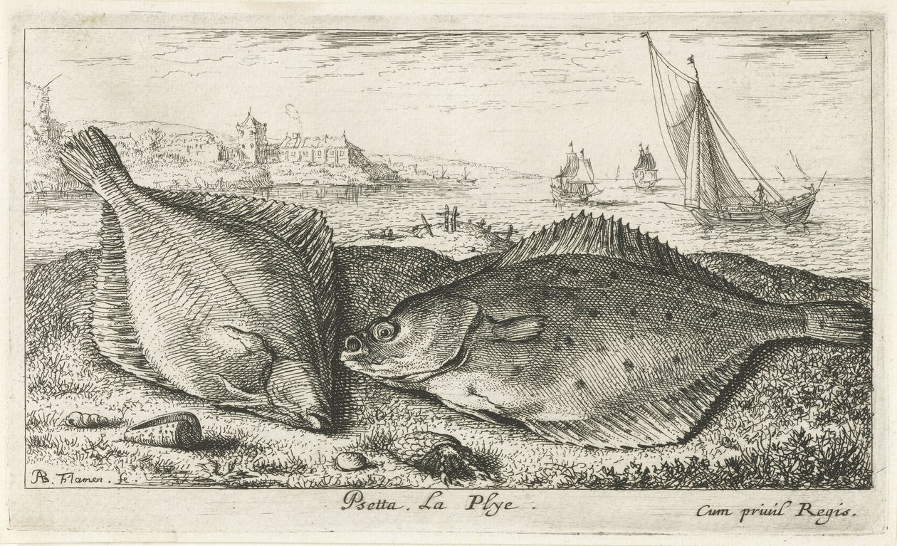 Sahilde iki yassı balık psetta. La Plye. (nesne üzerindeki başlık) Balık ve diğer deniz canlıları - tuzlu su ikinci serisi (dizi başlığı) Poissons de mer (dizi adı) by Albert Flamen