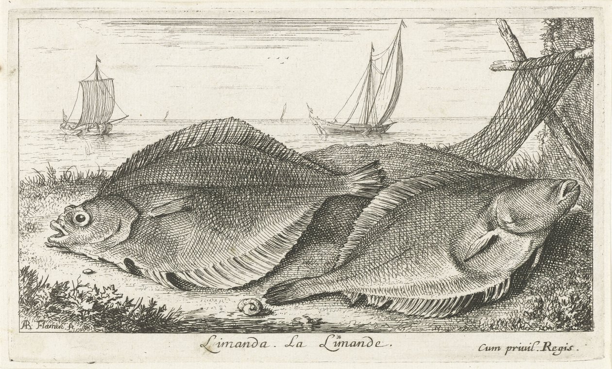 Sahilde iki dabs limanda. La Limande. (nesne üzerindeki başlık) Balık ve diğer deniz canlıları - tuzlu su üçüncü serisi (dizi başlığı) Poissons de mer (dizi adı) by Albert Flamen