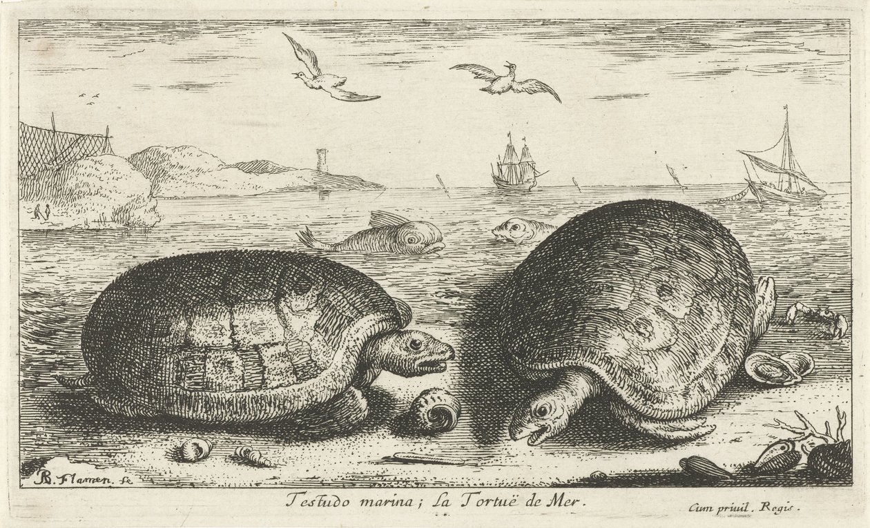 Sahilde iki kaplumbağa Testudo marina; La Tortuë de Mer (nesne üzerindeki başlık) Balık ve diğer deniz canlıları - tuzlu su ikinci serisi (dizi başlığı) Poissons de mer (dizi adı) by Albert Flamen