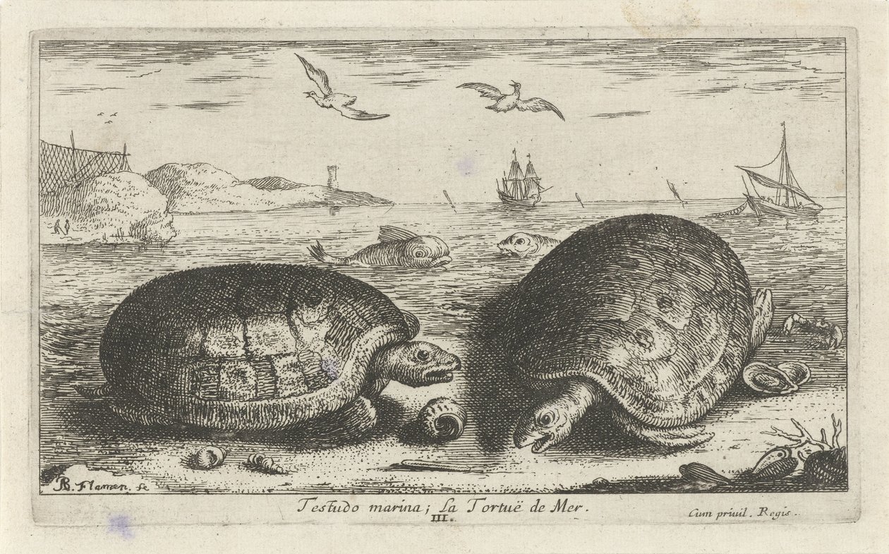Sahilde iki kaplumbağa Testudo marina; La Tortuë de Mer (nesne üzerindeki başlık) Balık ve diğer deniz canlıları - tuzlu su ikinci serisi (dizi başlığı) Poissons de mer (dizi adı) by Albert Flamen