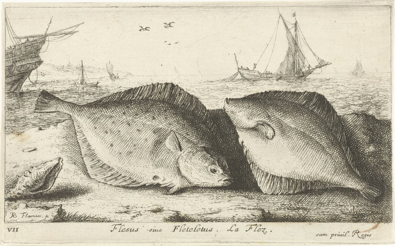 Sahilde iki yer Flesus siue Fletelet. la flez. (nesne üzerindeki başlık) Balık ve diğer deniz canlıları - tuzlu su ilk serisi (dizi başlığı) Çeşitli Especes de Poissons de mer (dizi başlığı) by Albert Flamen