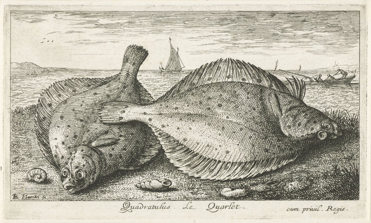 Sahilde iki yer Quadratulus. LeQuarlet. (nesne üzerindeki başlık) Balık ve diğer deniz canlıları - tuzlu su üçüncü serisi (dizi başlığı) Poissons de mer (dizi adı) by Albert Flamen