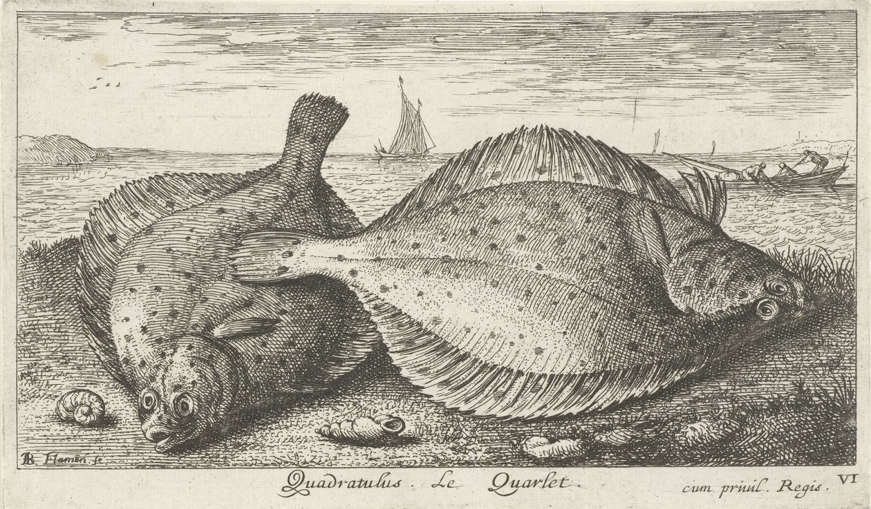 Sahilde iki yer Quadratulus. LeQuarlet. (nesne üzerindeki başlık) Balık ve diğer deniz canlıları - tuzlu su üçüncü serisi (dizi başlığı) Poissons de mer (dizi adı) by Albert Flamen