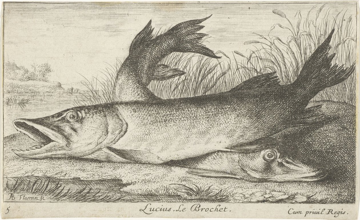 Lucius nehir kıyısında iki mızrak. Le Brochet. (nesne üzerindeki başlık) Balık ve diğer deniz hayvanları - tatlı su ilk serisi (dizi başlığı) Diverses Especes de Poissons d'eau douce (dizi başlığı) by Albert Flamen