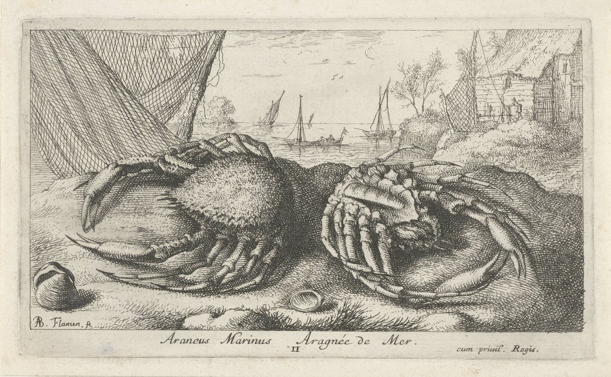 Balık ağının yanında iki örümcek yengeç Araneus Marinus Aragnée de Mer (nesne üzerindeki başlık) Balık ve diğer deniz canlıları - tuzlu su ikinci serisi (dizi başlığı) Poissons de mer (dizi adı) by Albert Flamen
