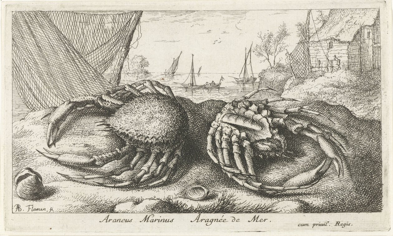 Balık ağının yanında iki örümcek yengeç Araneus Marinus Aragnée de Mer (nesne üzerindeki başlık) Balık ve diğer deniz canlıları - tuzlu su ikinci serisi (dizi başlığı) Poissons de mer (dizi adı) by Albert Flamen