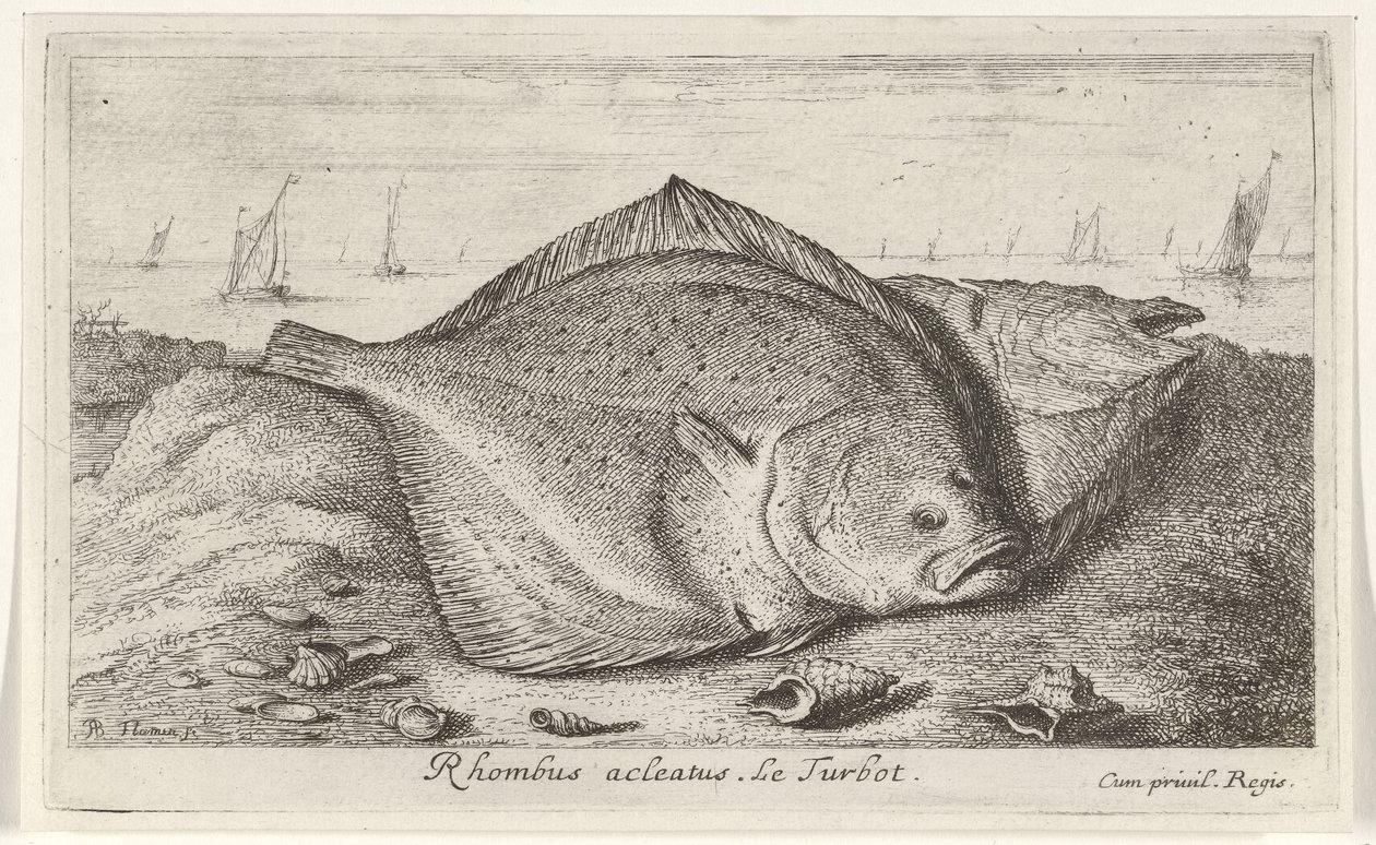 Sahilde iki kalkan Eşkenar dörtgen acleatus. Le Turbot. (nesne üzerindeki başlık) Balık ve diğer deniz canlıları - tuzlu su üçüncü serisi (dizi başlığı) Poissons de mer (dizi adı) by Albert Flamen