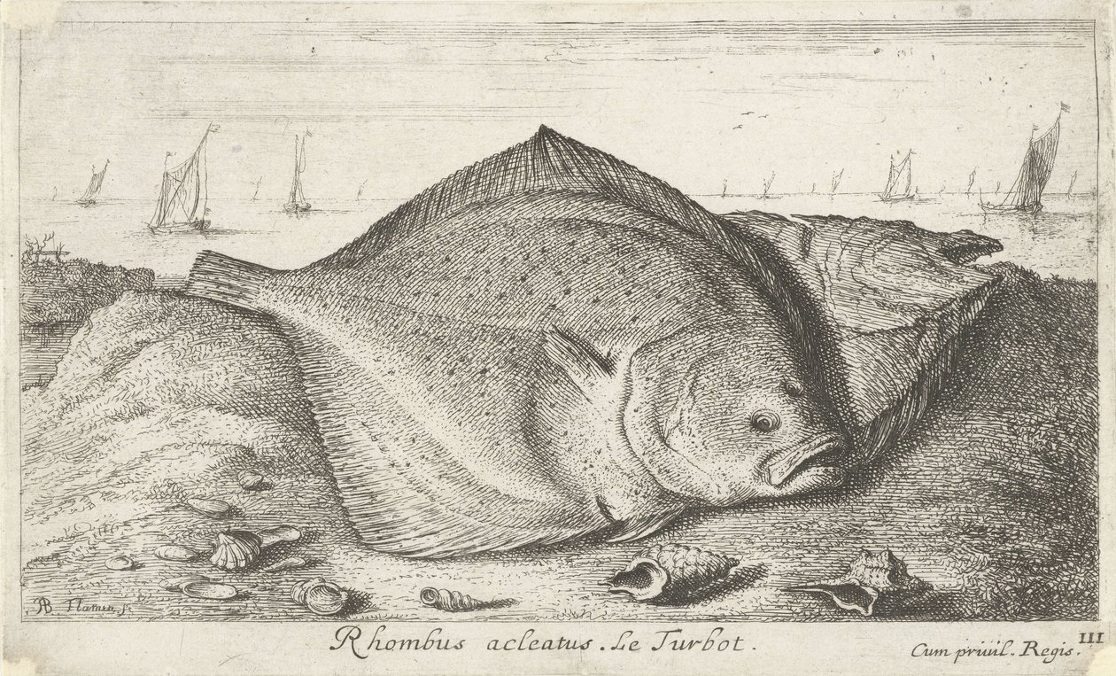 Sahilde iki kalkan Eşkenar dörtgen acleatus. Le Turbot. (nesne üzerindeki başlık) Balık ve diğer deniz canlıları - tuzlu su üçüncü serisi (dizi başlığı) Poissons de mer (dizi adı) by Albert Flamen