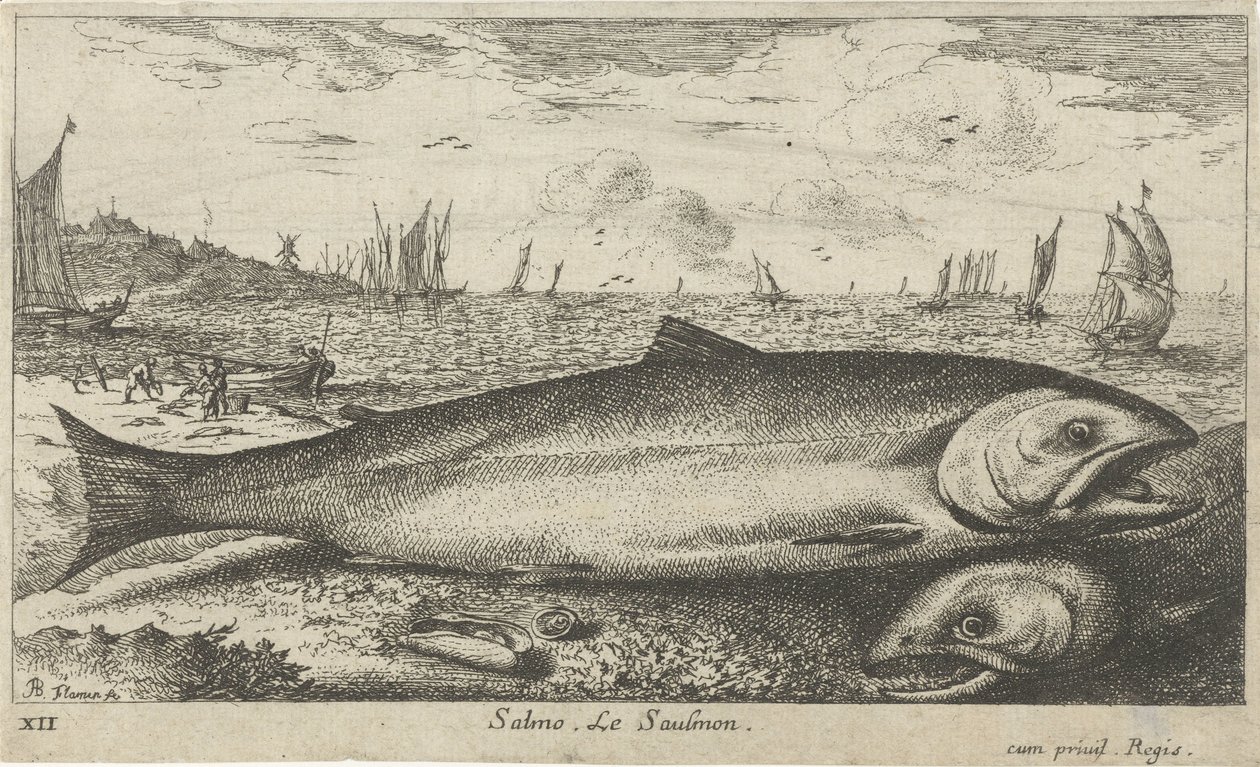 Sahilde iki somon Salmo. Le Saulmon (nesne üzerindeki başlık) Balık ve diğer deniz canlıları - tuzlu su ilk serisi (dizi başlığı) Çeşitli Especes de Poissons de mer (dizi başlığı) by Albert Flamen