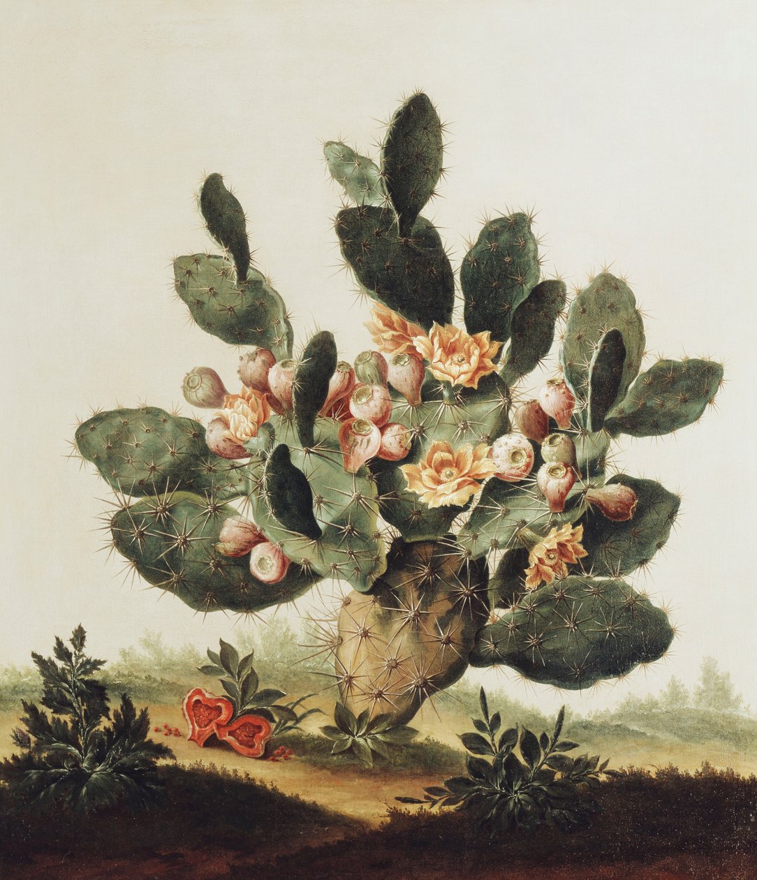 Bir kaktüsün natürmort by Albert van der Eeckhout