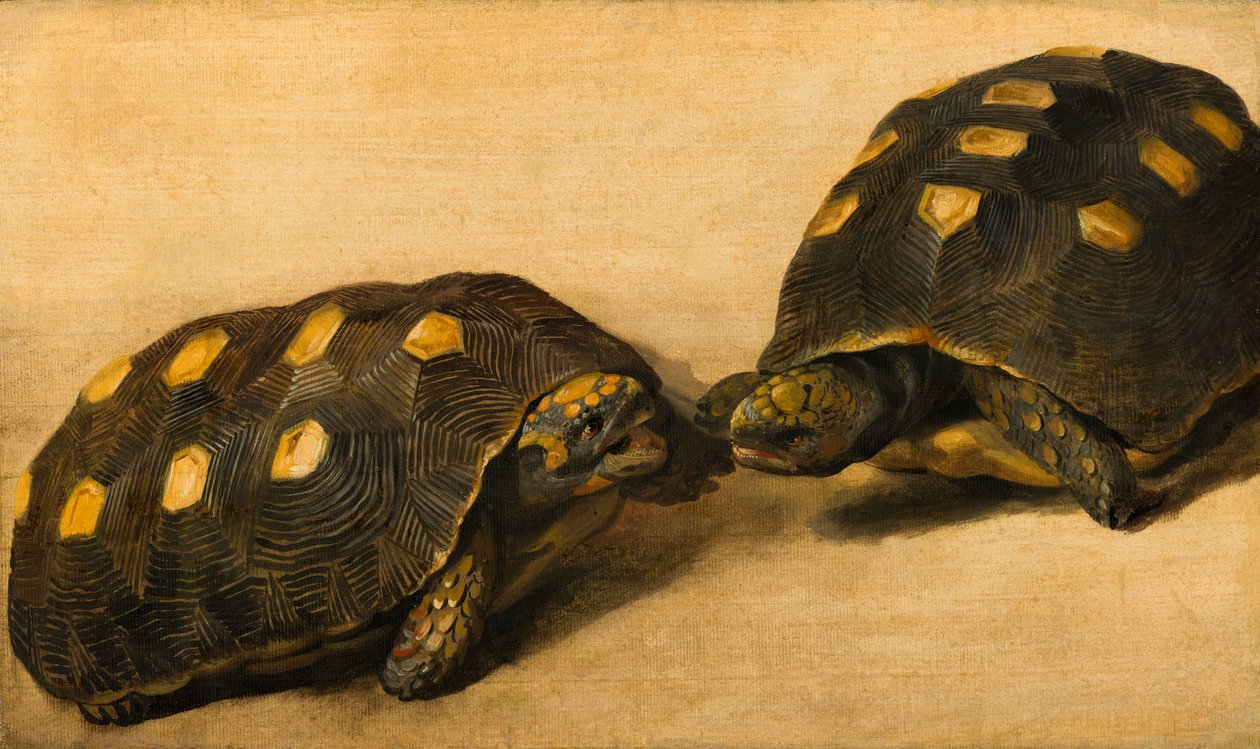 İki Brezilya Kaplumbağası Çalışması, c.1640 (tempera, pano üzerine kağıt üzerine guaj) by Albert van der Eeckhout