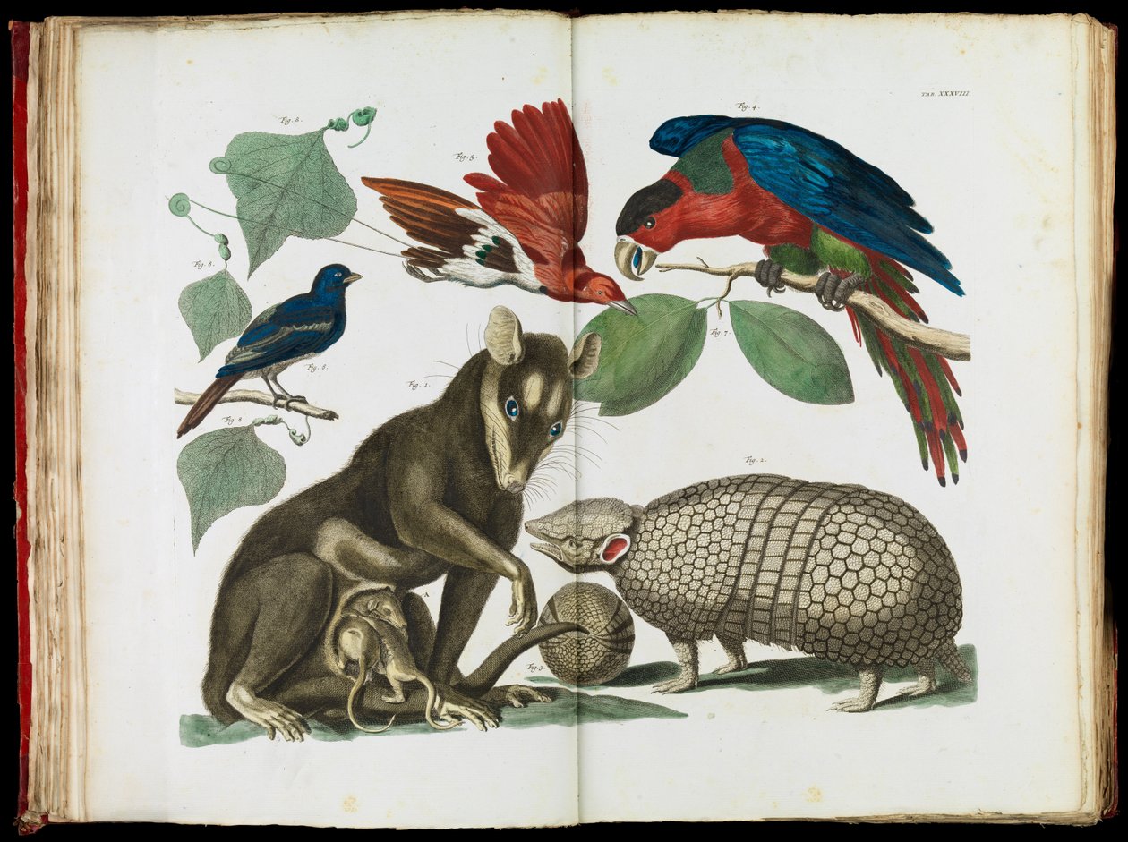 Molucca Opossum, Didelphis molucca ve Armadillo, Tolypeutes matacus by Albertus Seba