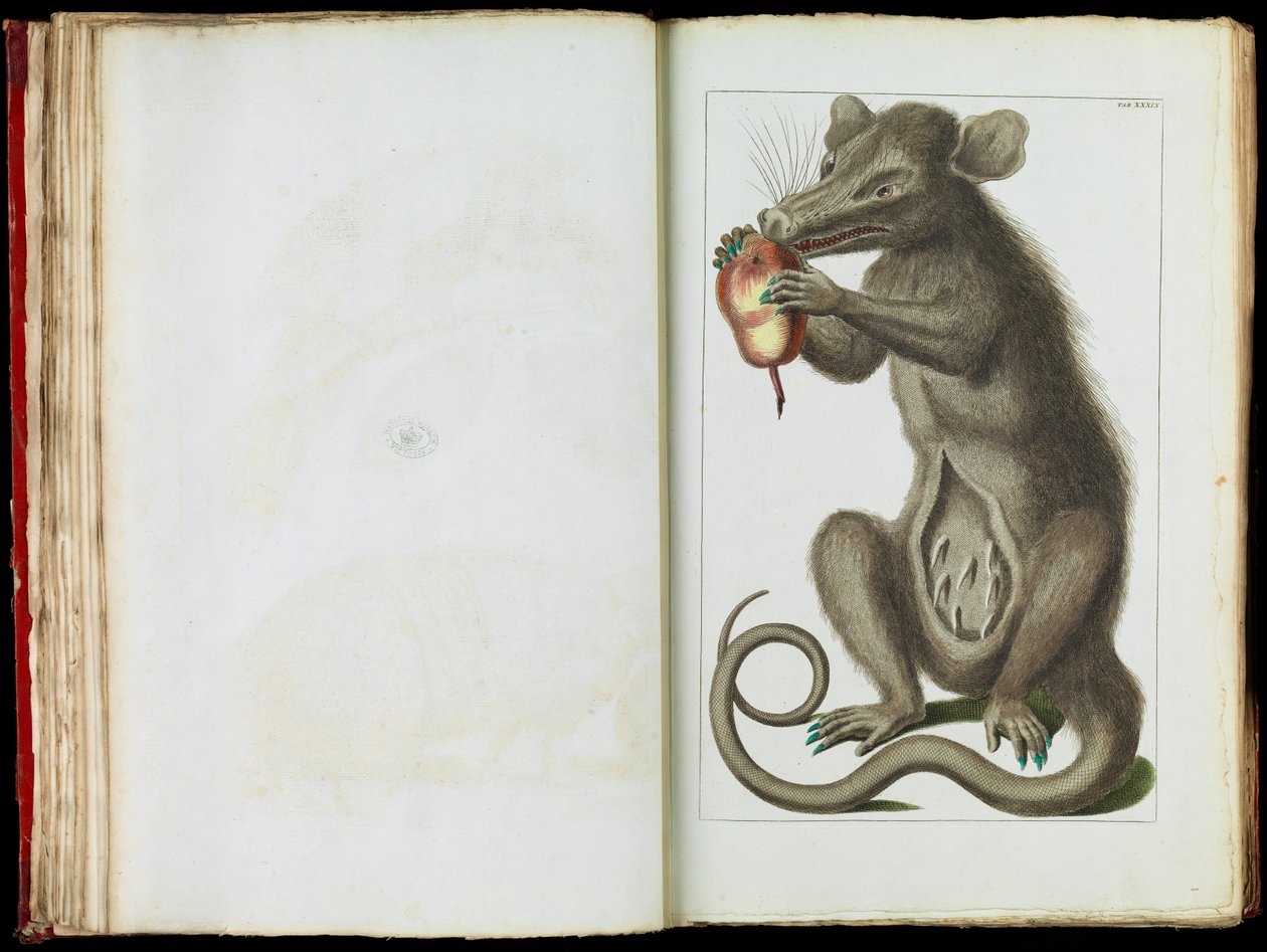 Opossum, Didelphimorphia by Albertus Seba