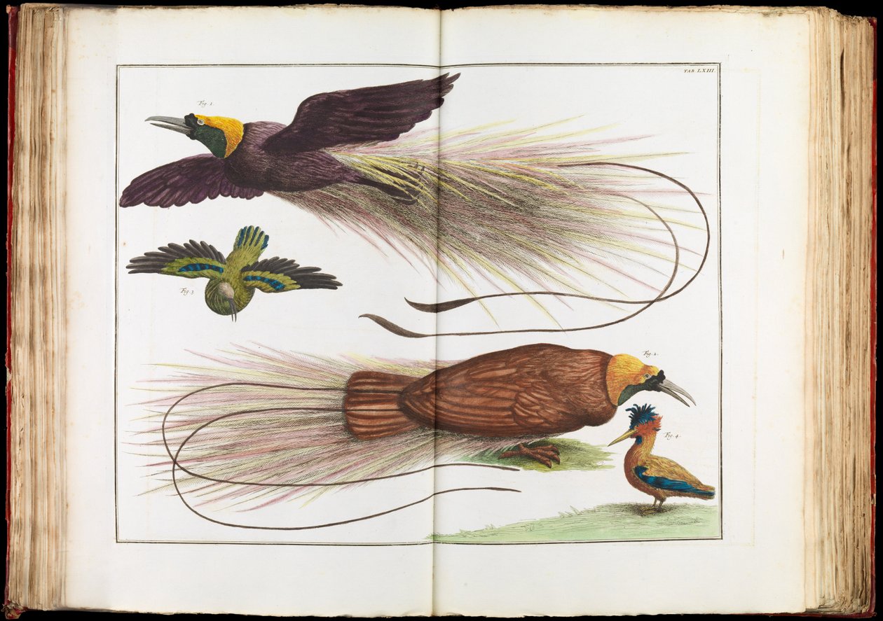 Cennet Kuşları, Paradisaeidae by Albertus Seba