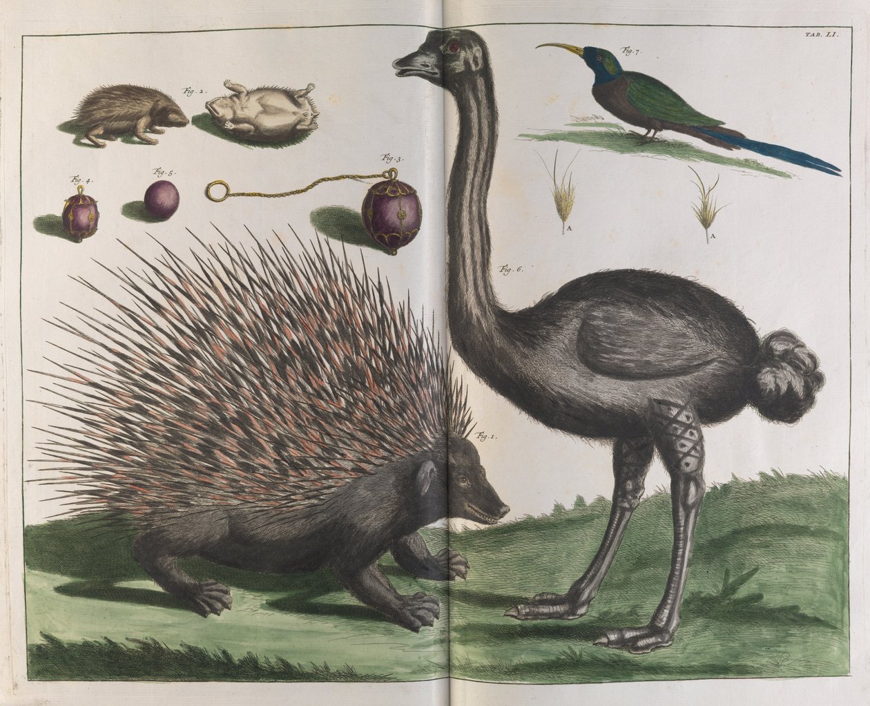 Malacca Kirpi, Erinaceus malaccinsis ve Devekuşu, Struthio carmelis by Albertus Seba