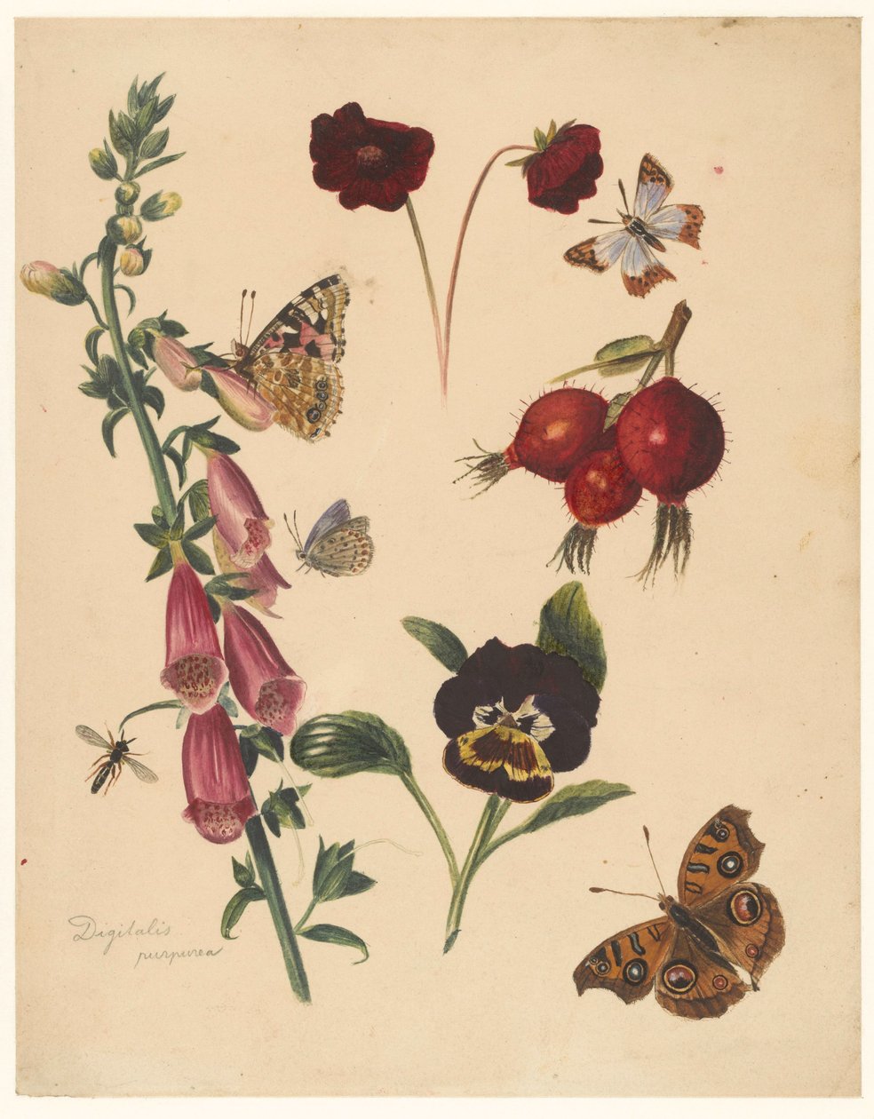 Çiçekler ve kelebekler ile çalışma sayfası by Albertus Steenbergen