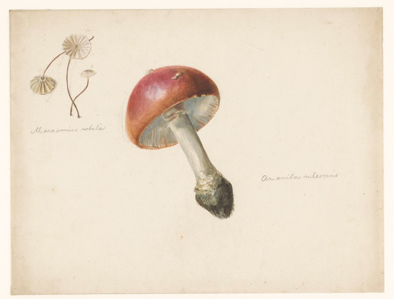 Mantarlı çalışma sayfası, Amanita Rubescens ve Marasmius Rotula by Albertus Steenbergen