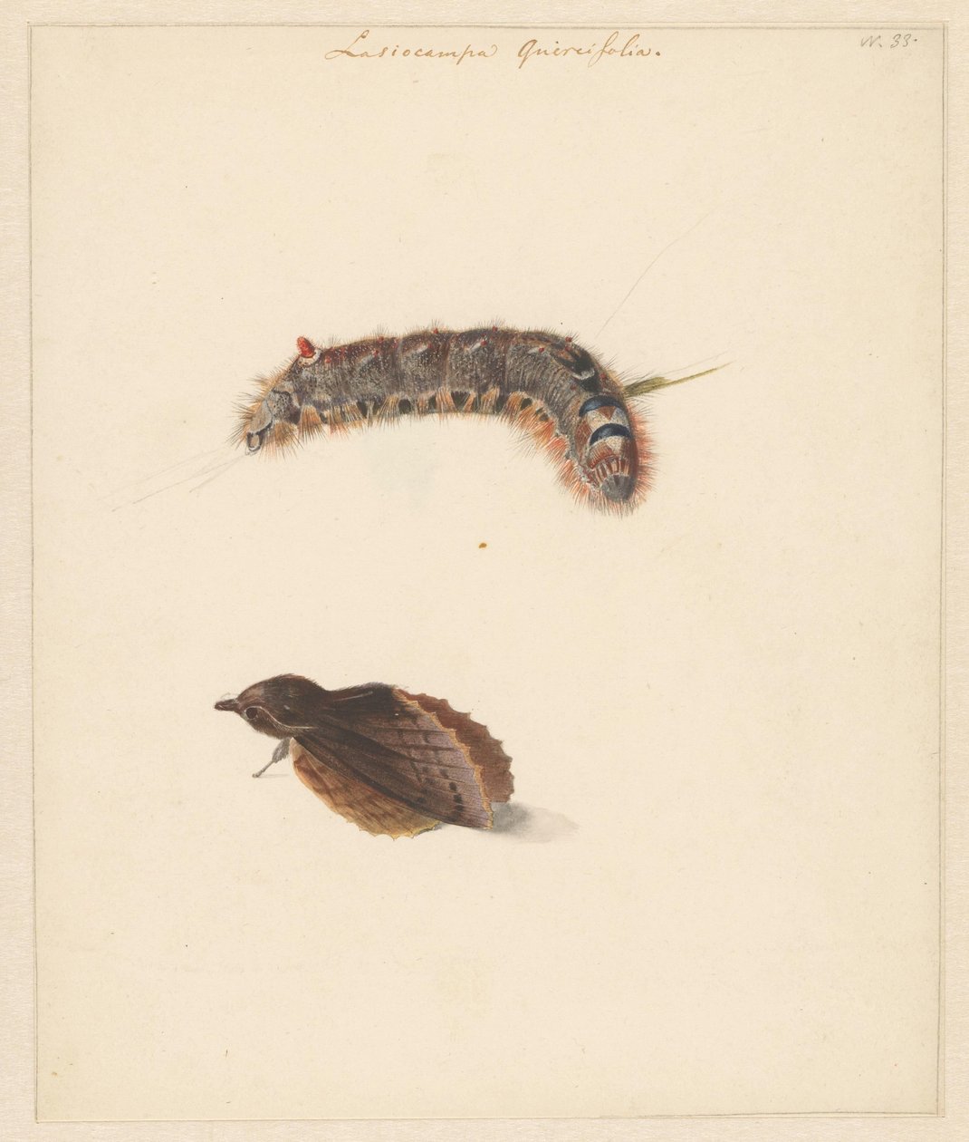 Tırtıl ve güveler ile çalışma sayfası, Lasiocampa Quireifolia by Albertus Steenbergen