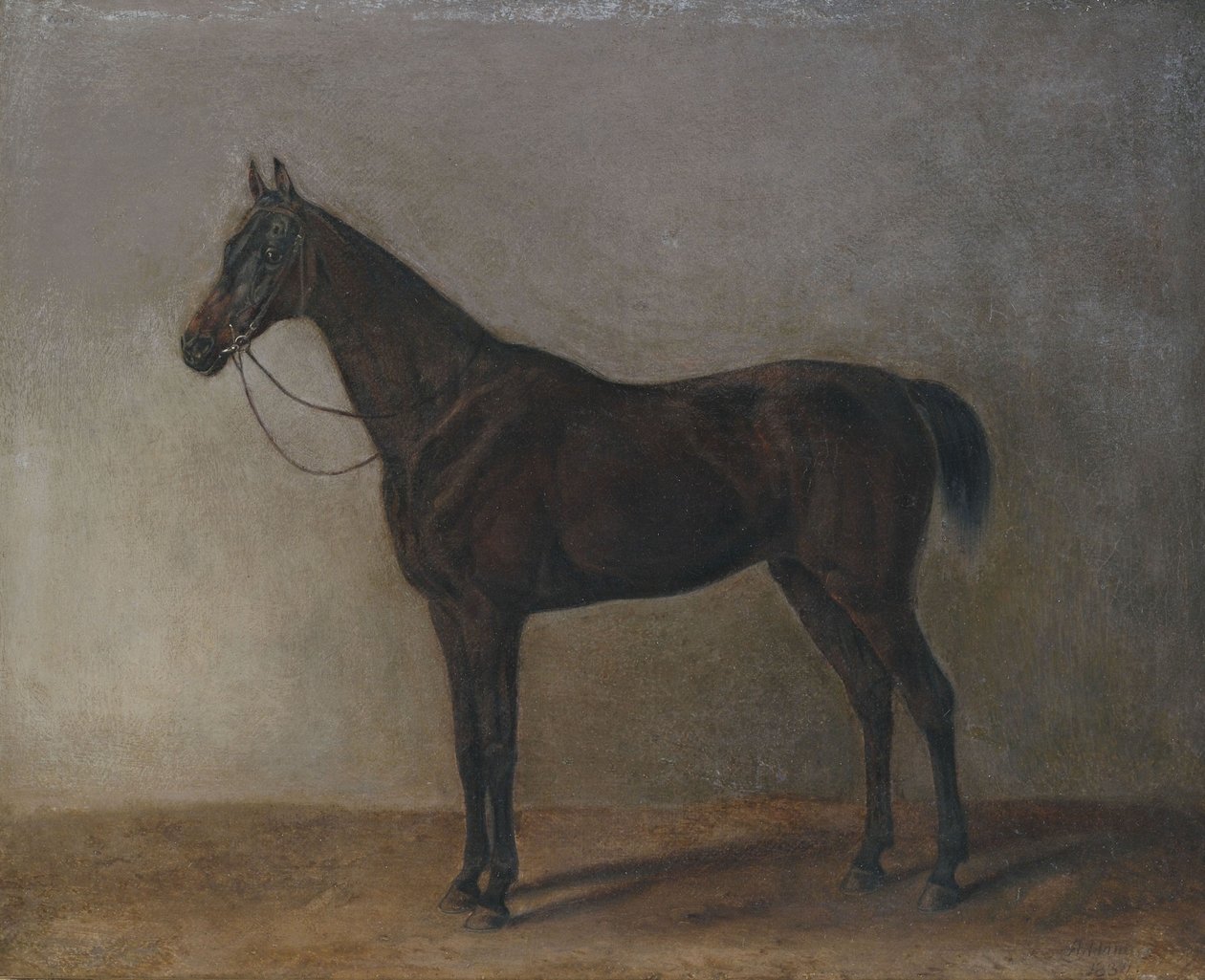 kahverengi iğdiş by Albrecht Adam