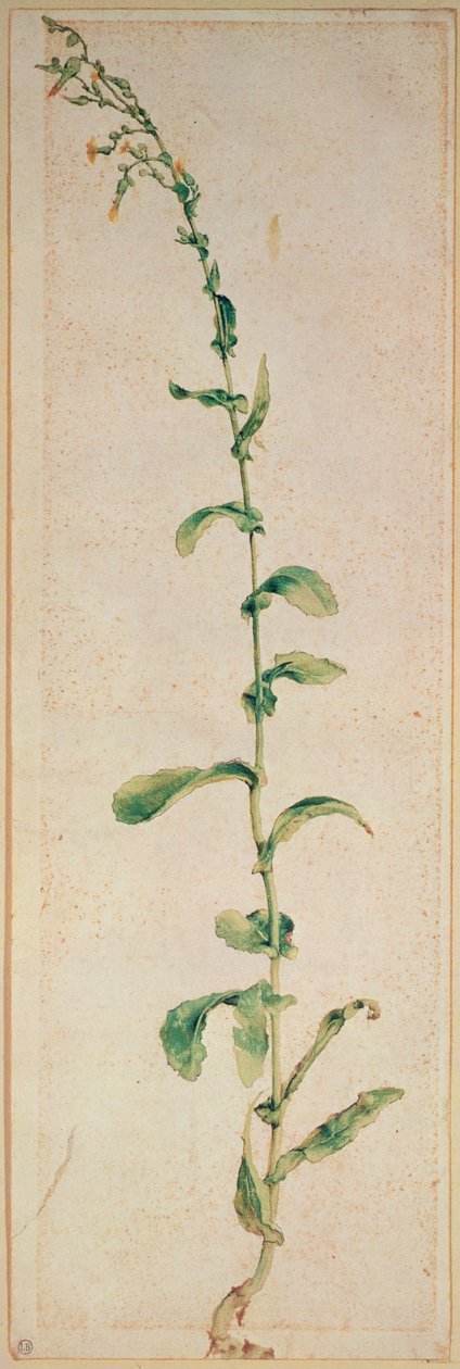 Tütün Fabrikası by Albrecht Dürer