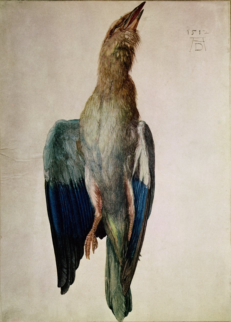Blue Crow, 1512 (wc und gouache on vellum) by Albrecht Dürer
