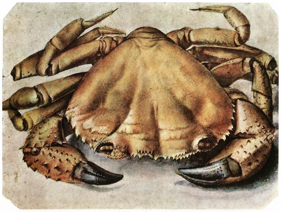 Krebler by Albrecht Dürer