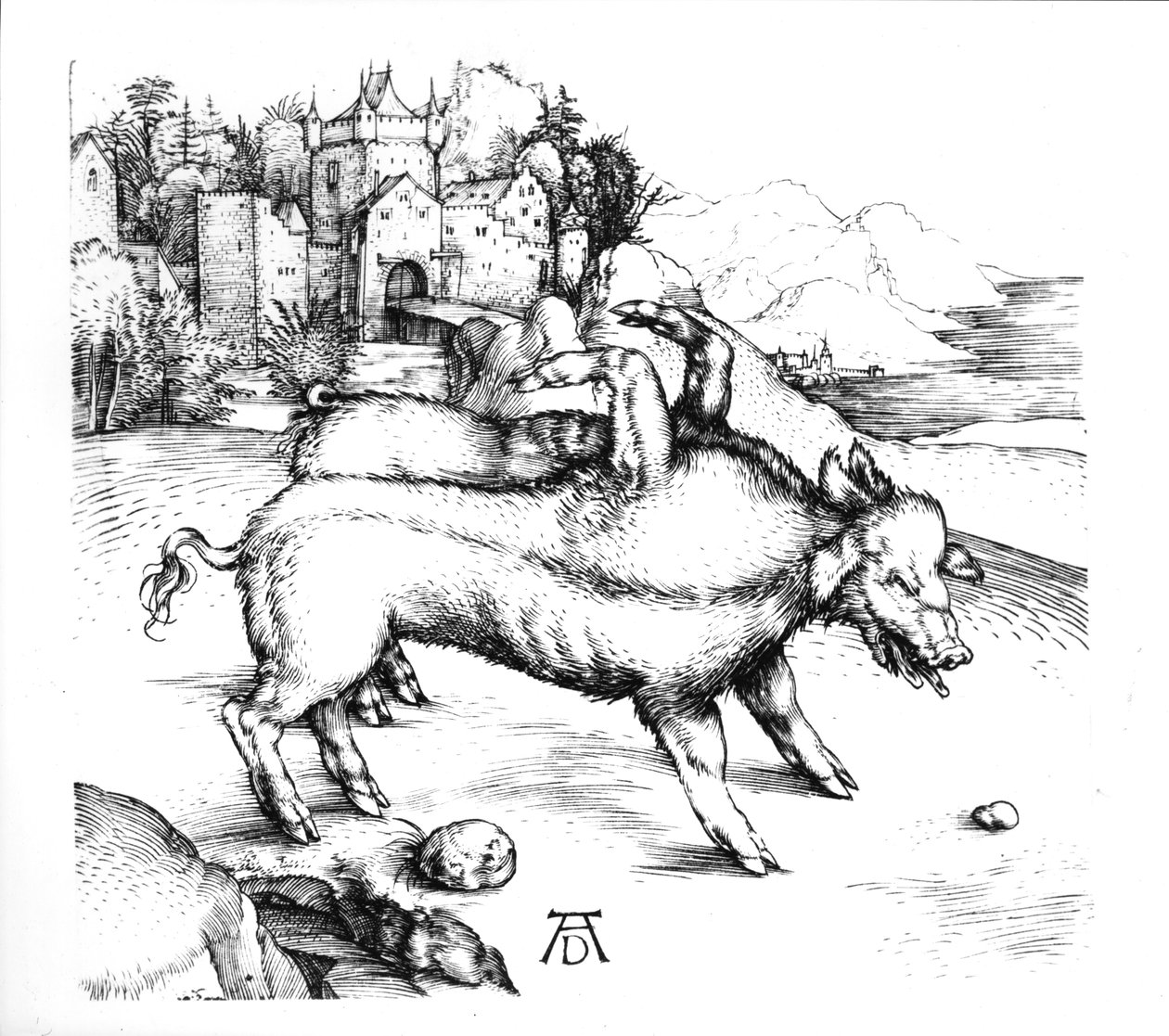 canavar domuz by Albrecht Dürer
