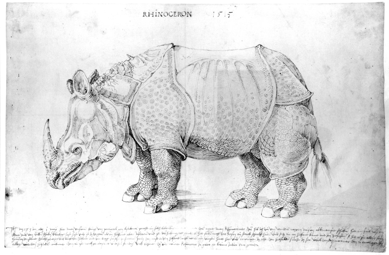 Gergedan, 1515 by Albrecht Dürer