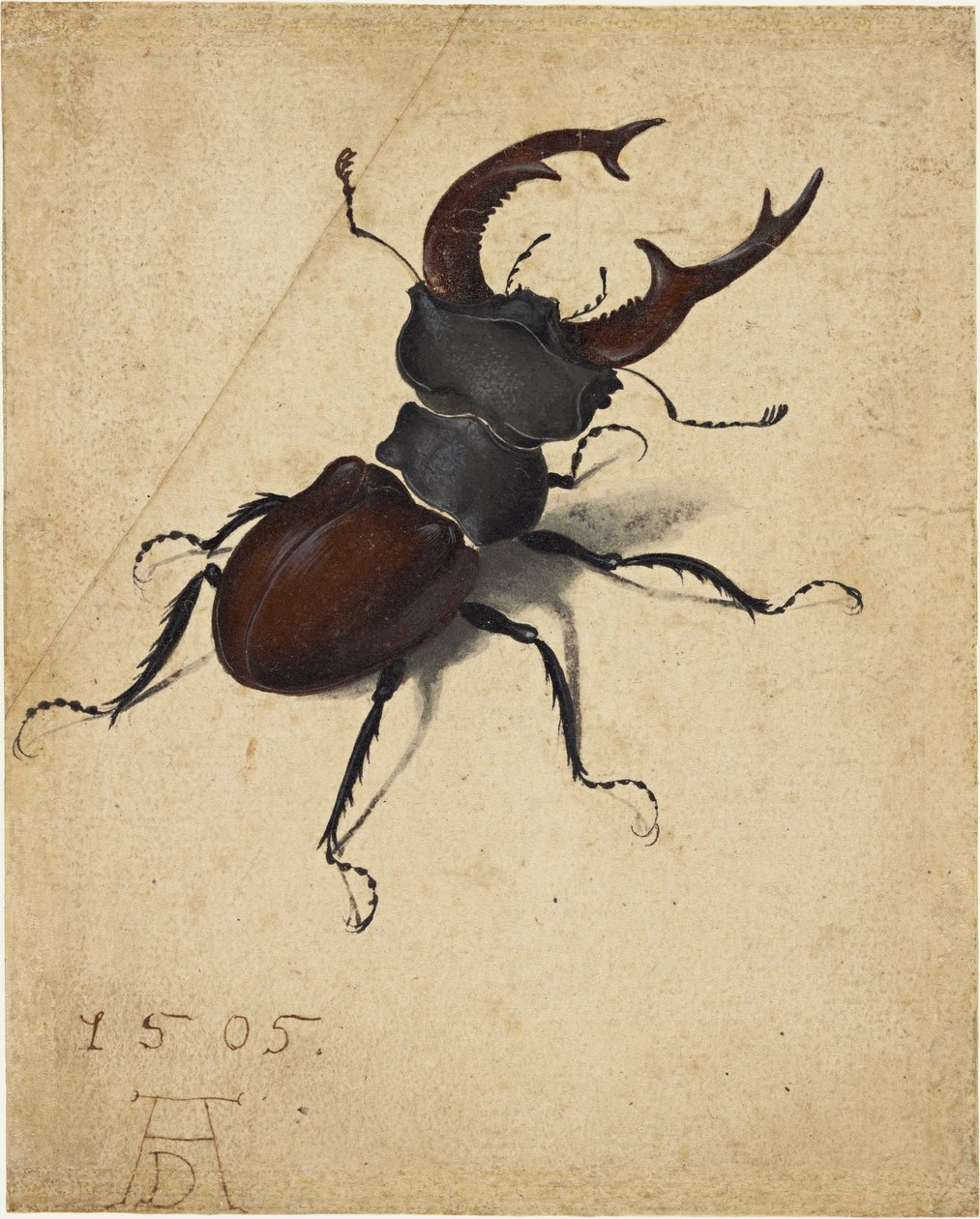 Geyik böceği by Albrecht Dürer