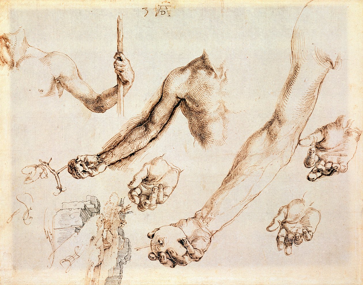 Erkek elleri ve kolları (kalem) çalışması by Albrecht Dürer